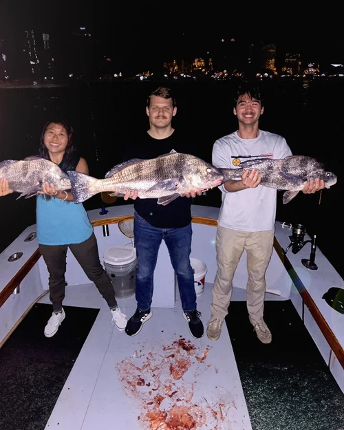 Black Drum catch in St. Augustine Fl