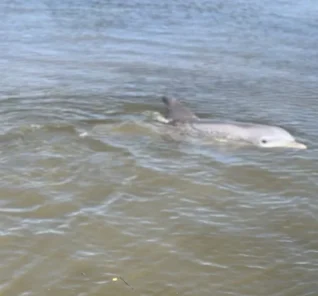 Dolphin Tours 6 IMG_2900