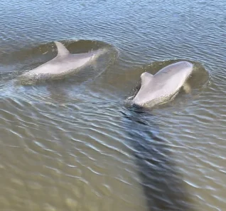 Dolphin Tours 2 IMG_2901