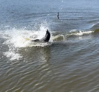 Dolphin Tours 3 IMG_2904