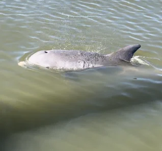 Dolphin Tours 4 IMG_2906