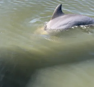 Dolphin Tours 5 IMG_2907
